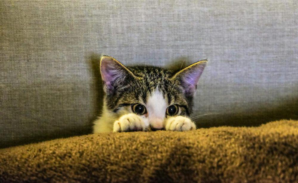 5 Dampak Kembang Api bagi Kucing Peliharaan, Sebabkan Trauma