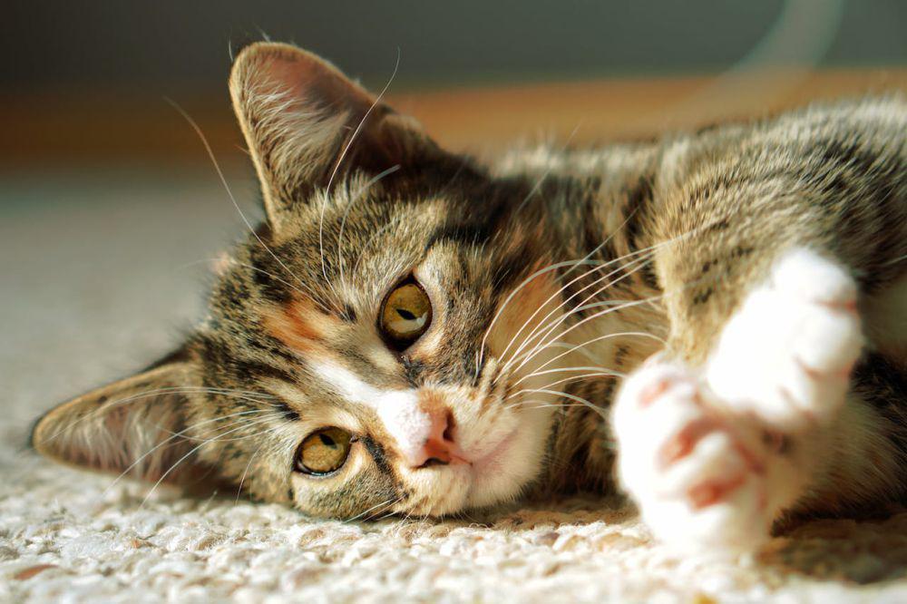 5 Hewan yang Rentan Terkena Dampak Kembang Api, Kucing hingga Ikan