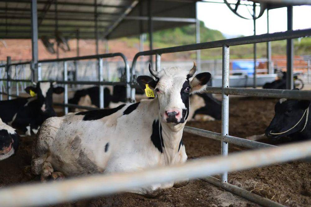 instagram.com/sirukamdairy