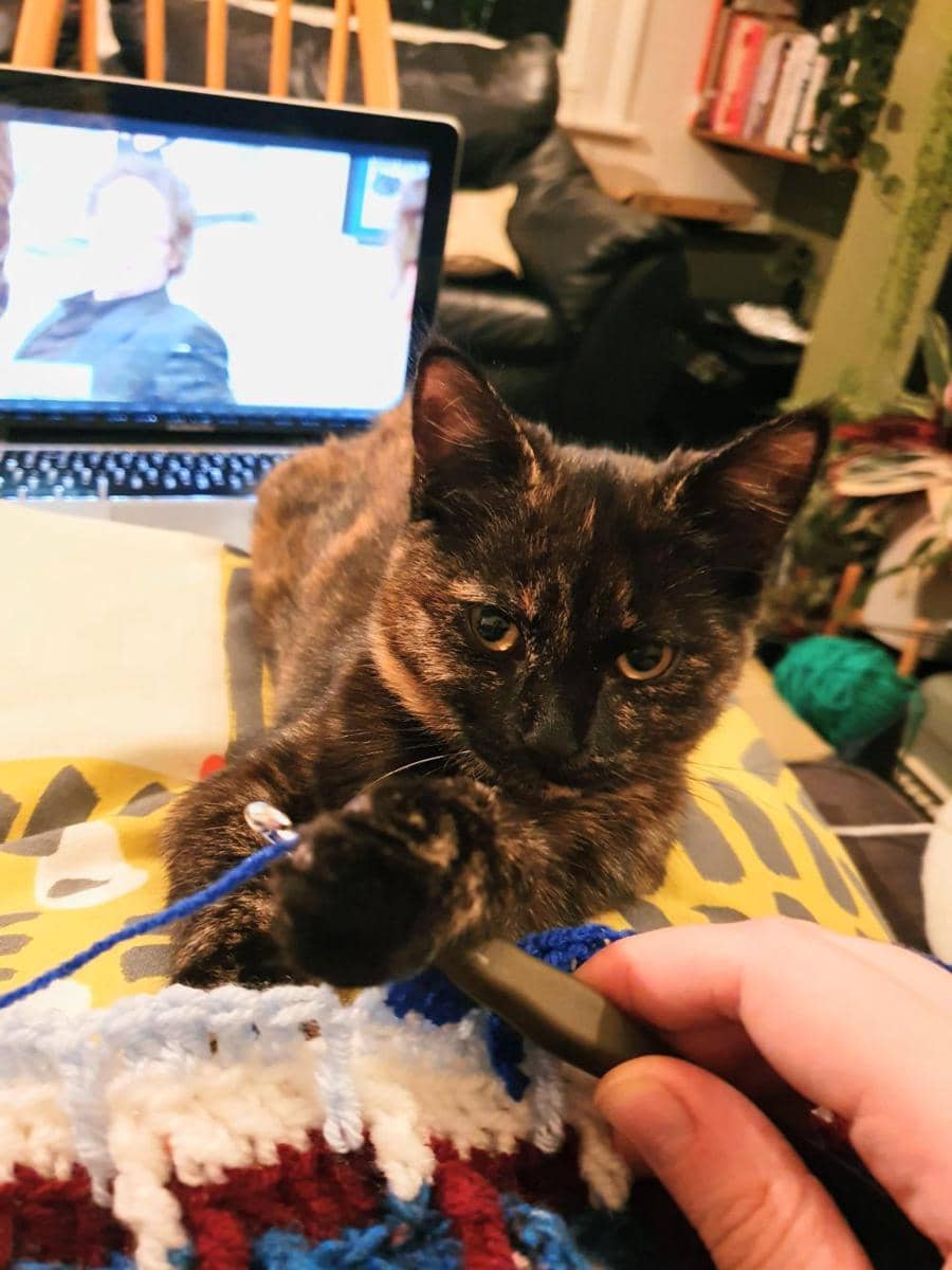 potret kucing ikut merajut bareng pemiliknya (reddit.com/user/musicsquidge)