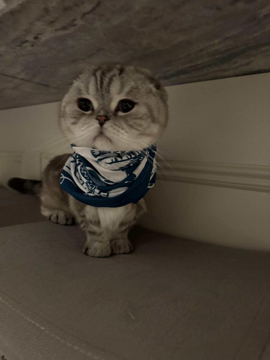 foto kucing pakai bandana (reddit.com/user/olibrd)