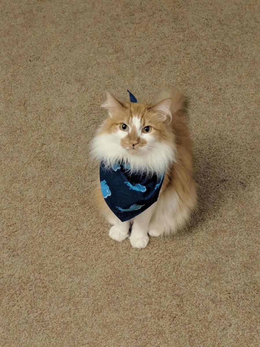 foto kucing pakai bandana (reddit.com/user/SnakeskinEyes)