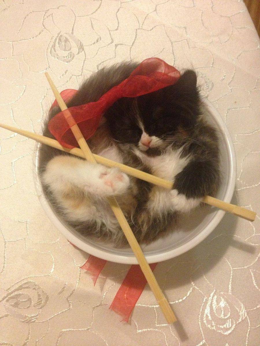 foto lucu anabul dan sumpit (reddit.com/user/shemiazas)