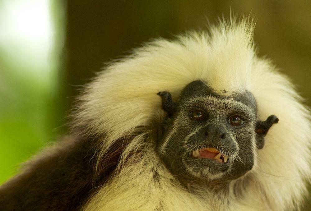 5 Fakta Menarik Monyet Tamarin Berkepala Kapas, Bentuk Rambutnya Unik