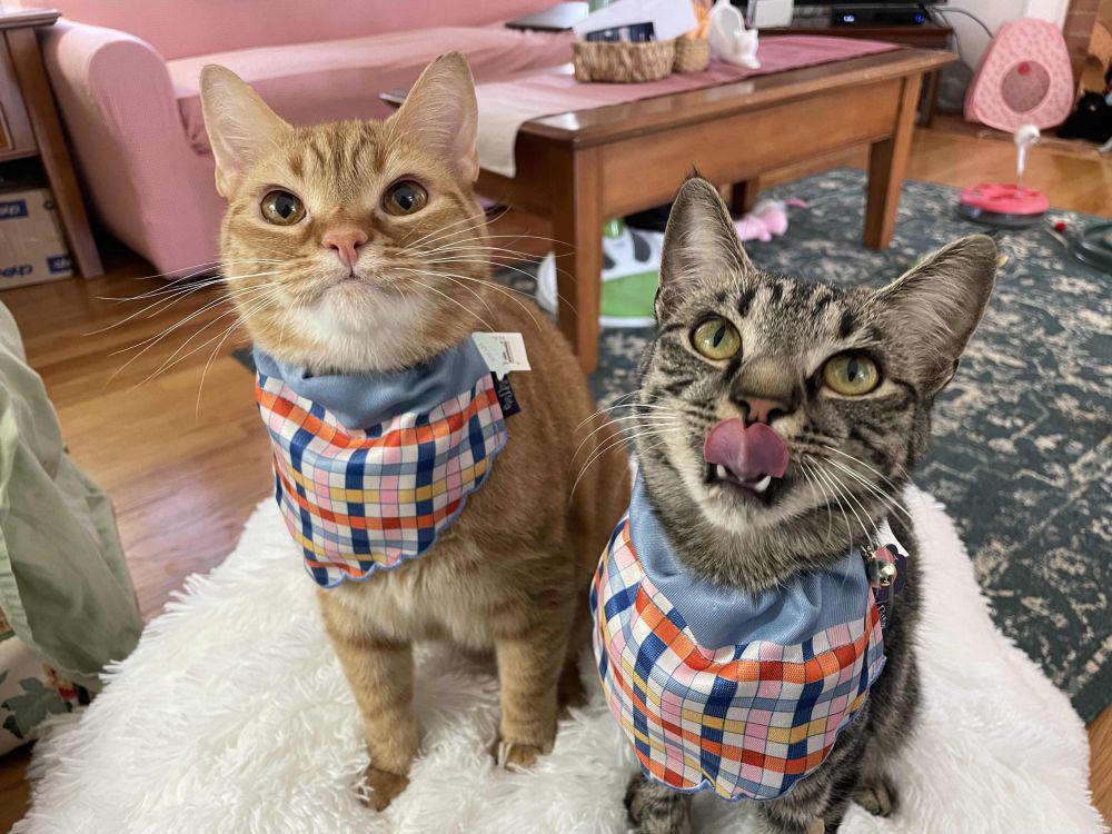 foto kucing pakai bandana (reddit.com/user/Successful_Vacation8)