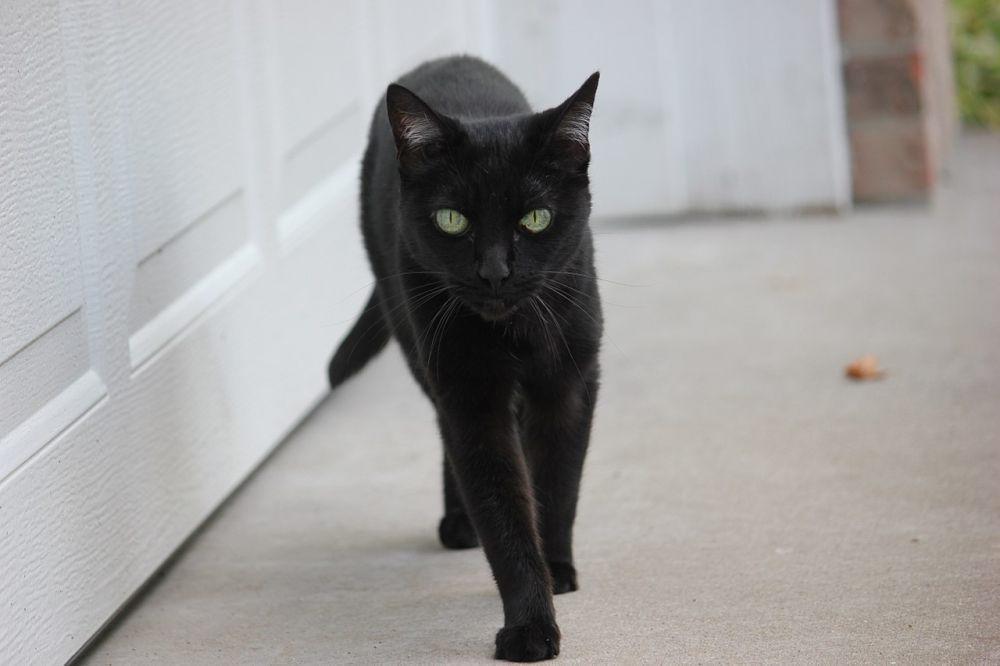 Kucing domestik (commons.wikimedia.org/Frostdragon)