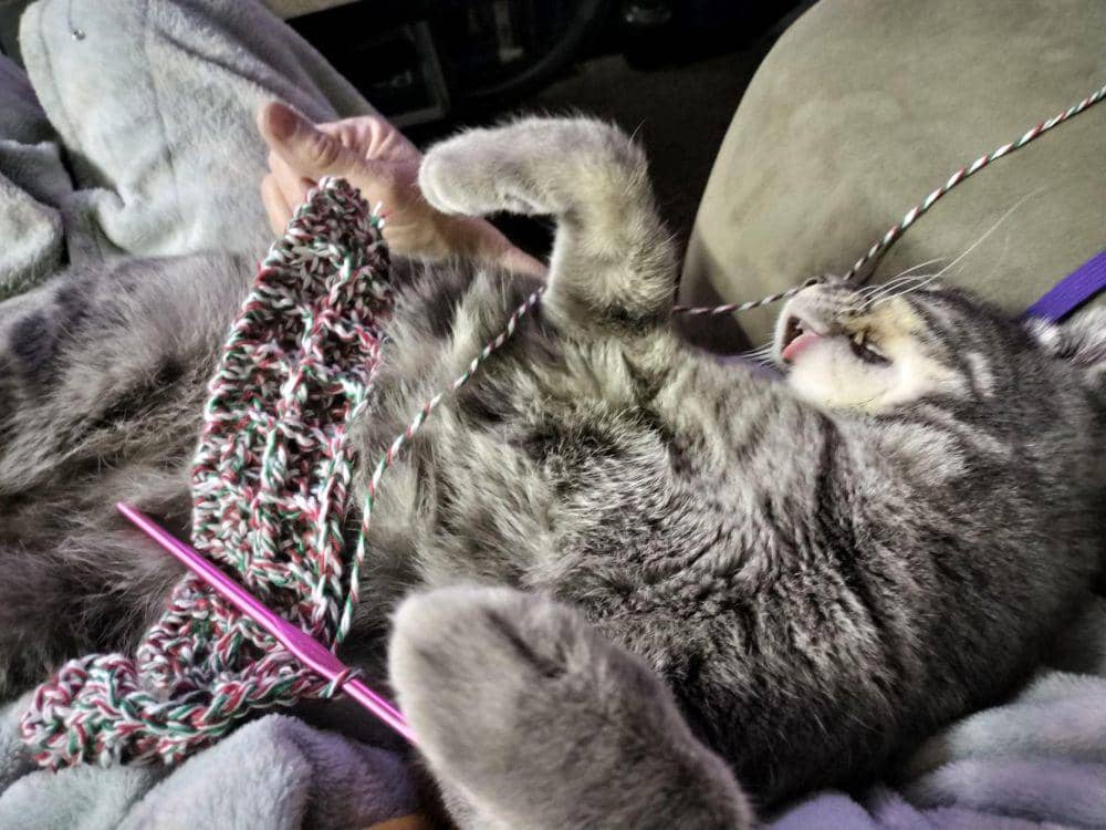 potret kucing ikut merajut bareng pemiliknya (reddit.com/user/No_Entertainer7241)