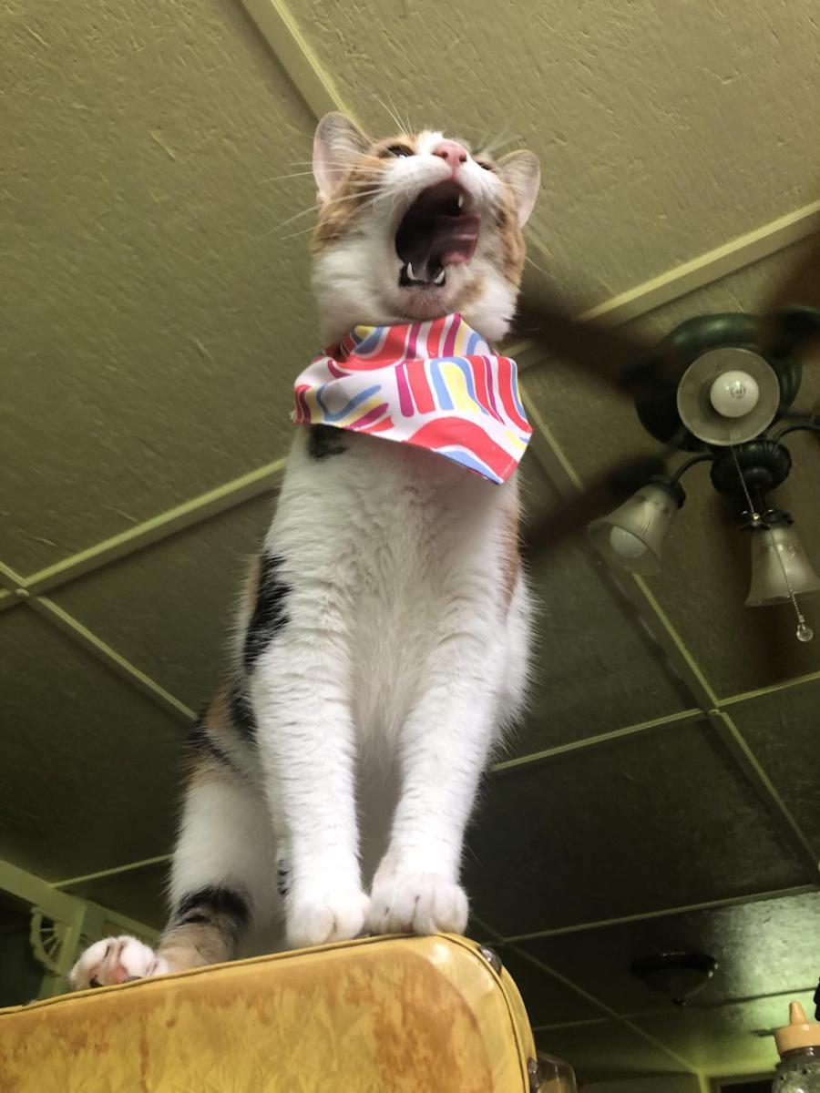 foto kucing pakai bandana (reddit.com/user/janegayz)