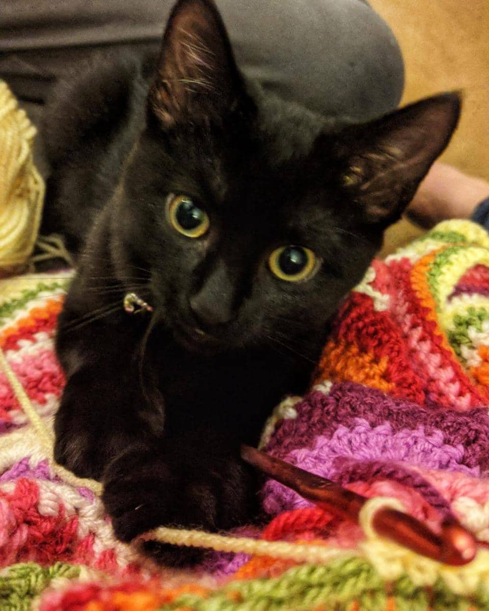 potret kucing ikut merajut bareng pemiliknya (reddit.com/user/Tyranid_Queen)