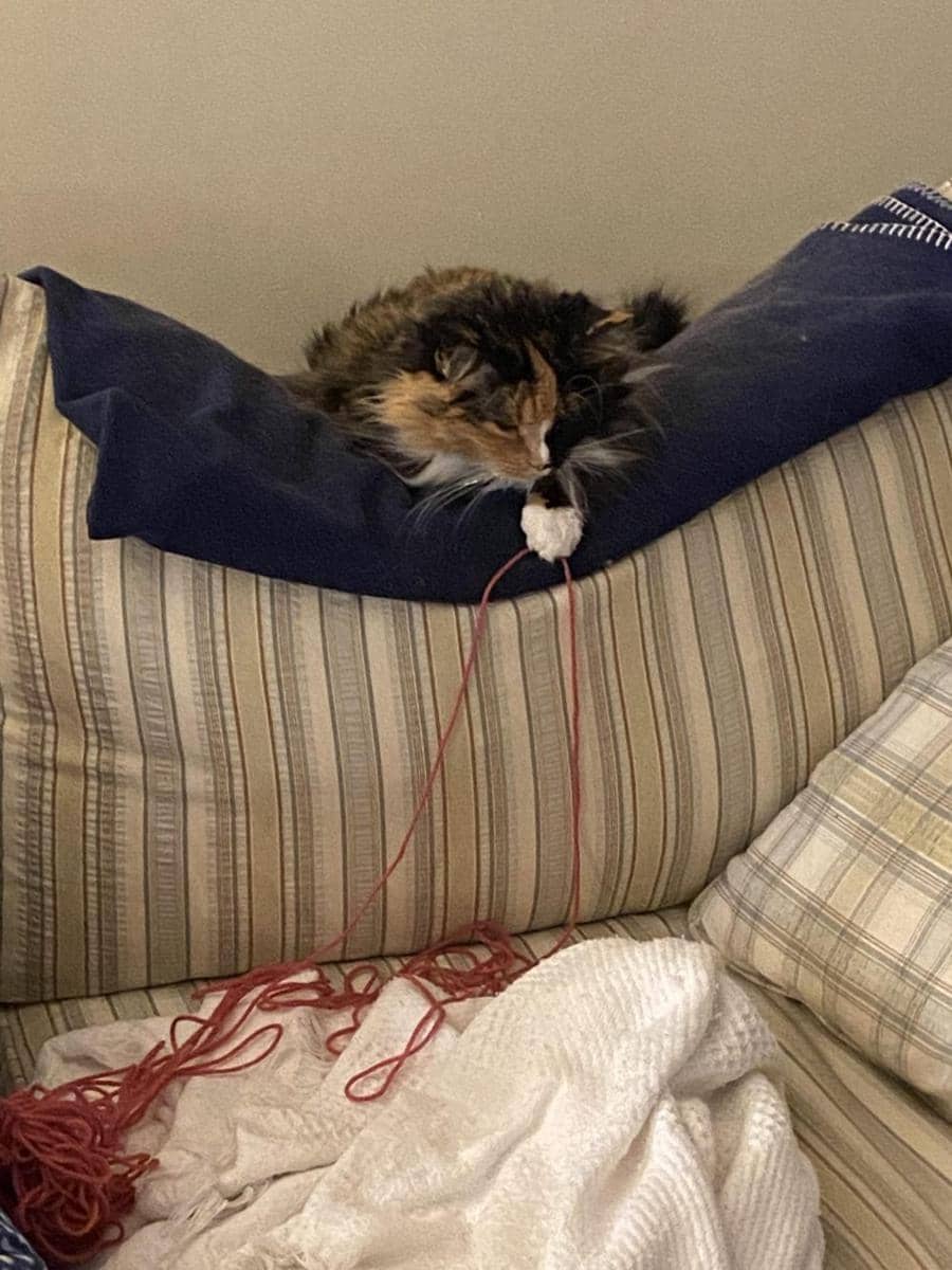 potret kucing ikut merajut bareng pemiliknya (reddit.com/user/ExtinctFauna)