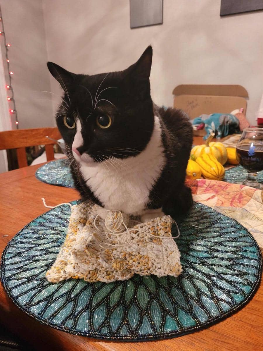 potret kucing ikut merajut bareng pemiliknya (reddit.com/user/A_mew_Hope)