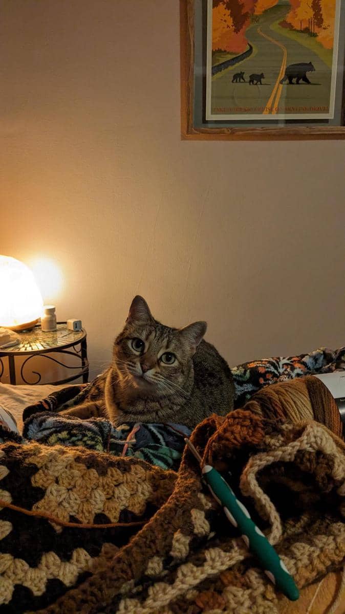 potret kucing ikut merajut bareng pemiliknya (reddit.com/user/thatthiccvegan)