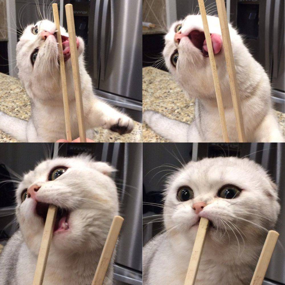 foto lucu anabul dan sumpit (reddit.com/user/HeyMaximus)