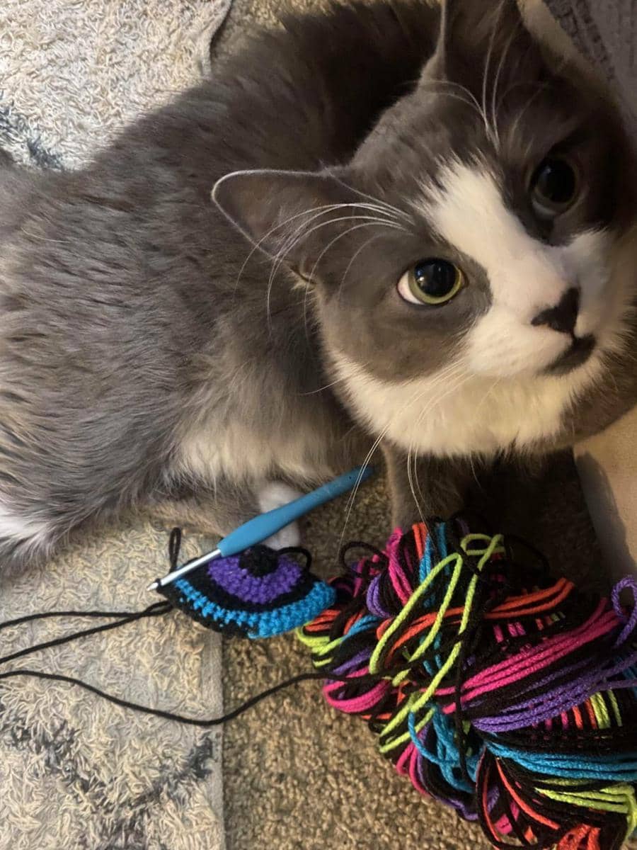 potret kucing ikut merajut bareng pemiliknya (reddit.com/user/baby_tarantino)