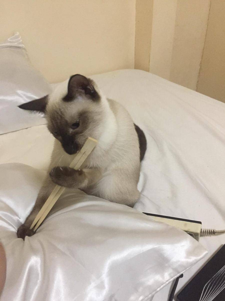 foto lucu anabul dan sumpit (reddit.com/user/ruurimeow)