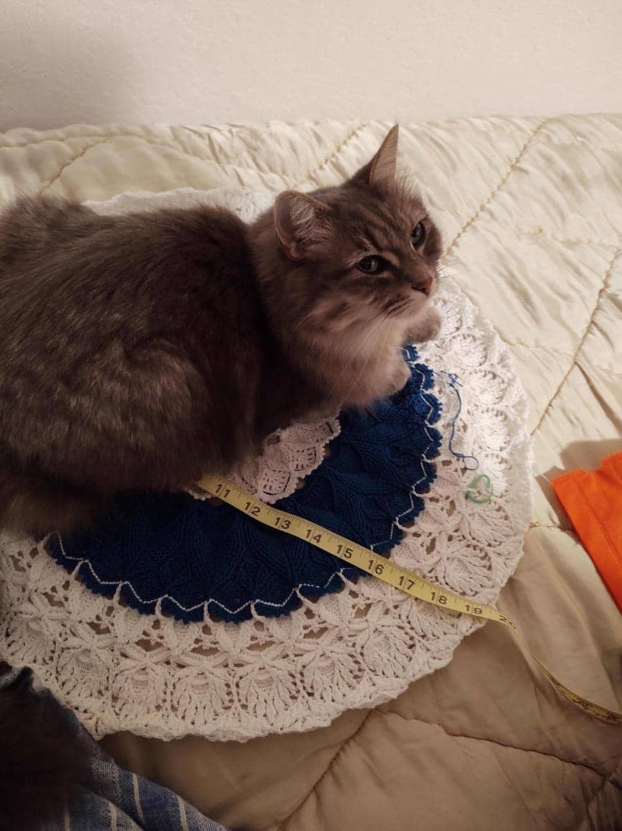 potret kucing ikut merajut bareng pemiliknya (reddit.com/user/Kaylagoodie)