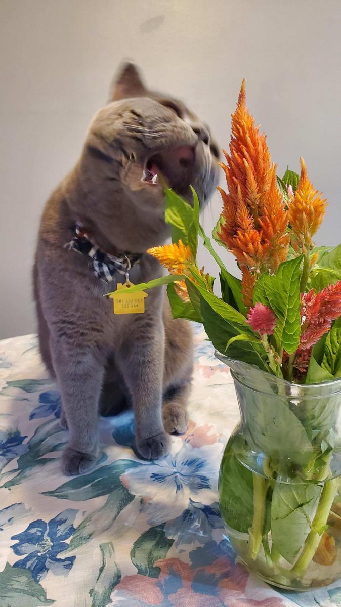 potret tingkah iseng kucing merusak bunga (reddit.com/user/chewbaccachurchill)