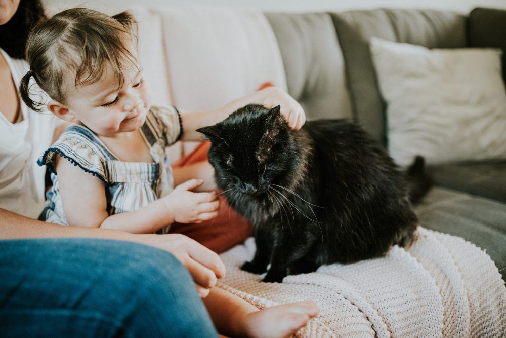 Kucing sebagai peliharaan manusia (unsplash.com/Chewy)