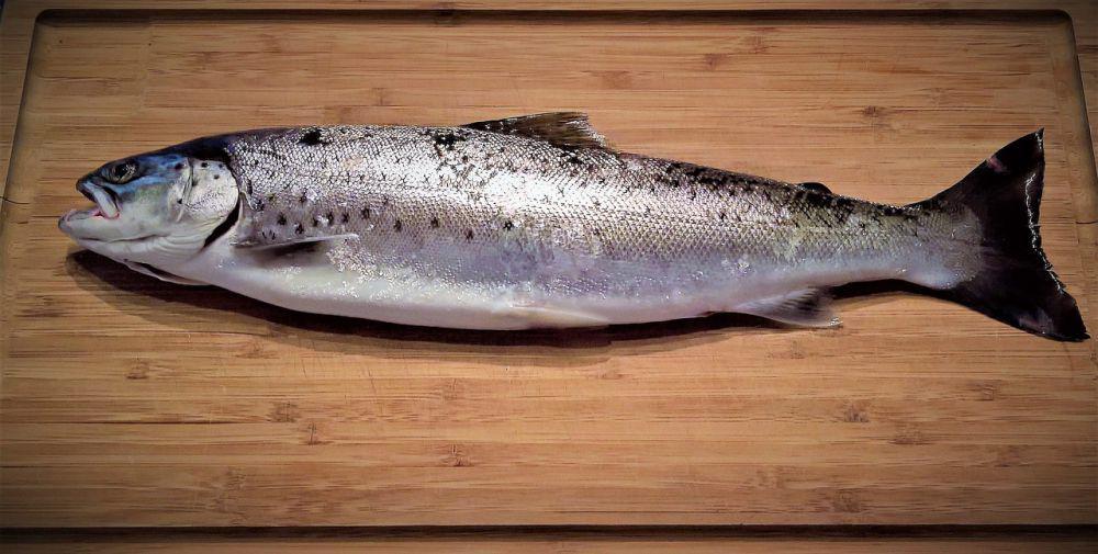 10 Tips Menyimpan Ikan di Freezer agar Terhindar Bakteri, Jangan Asal!