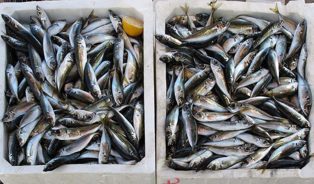 ilustrasi ikan segar (pixabay.com/anaterate)