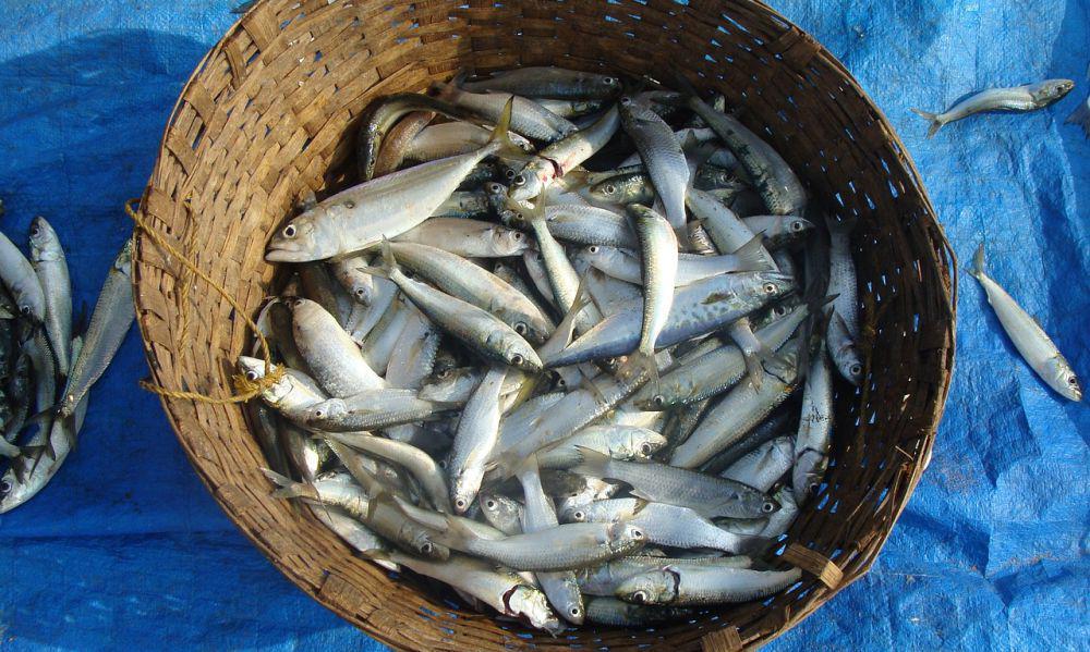 ilustrasi ikan segar (pixabay.com/sarangib)