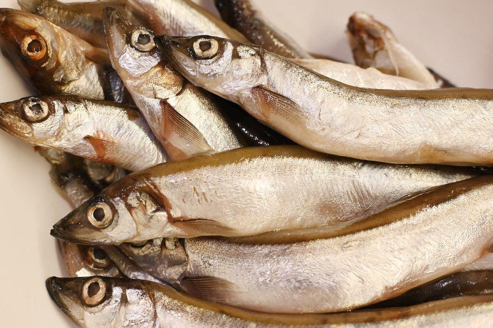 ilustrasi ikan segar (pixabay.com/Irenna_____)
