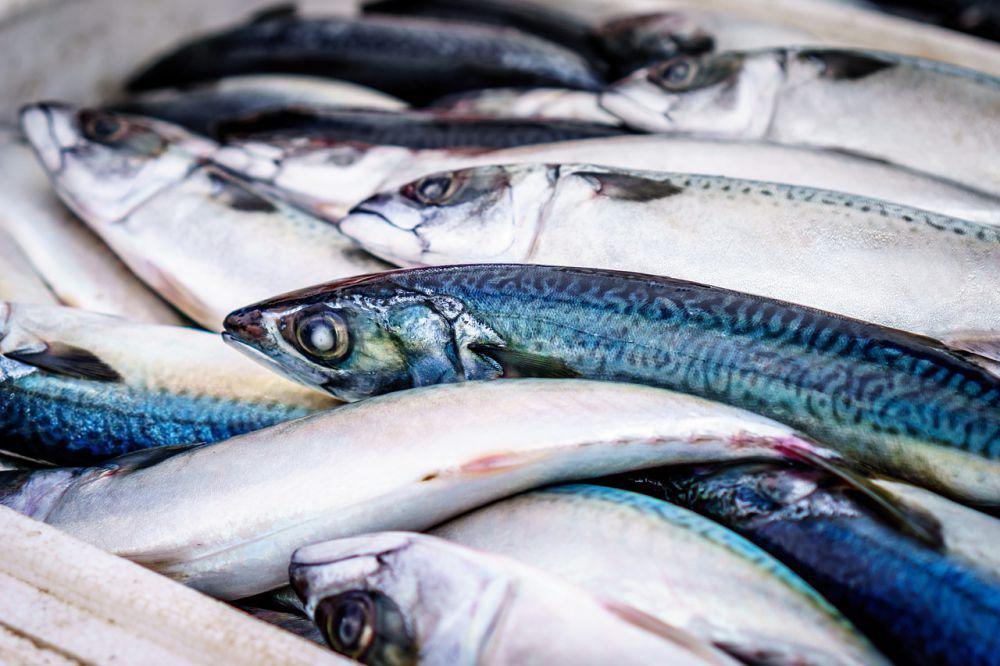 ilustrasi ikan segar (pixabay.com/tookapic)