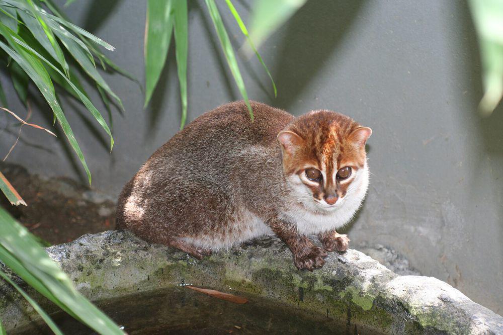 Kucing tandang, salah satu kucing liar asli Indonesia yang terancam (commons.wikimedia.org/Jim Sanderson)