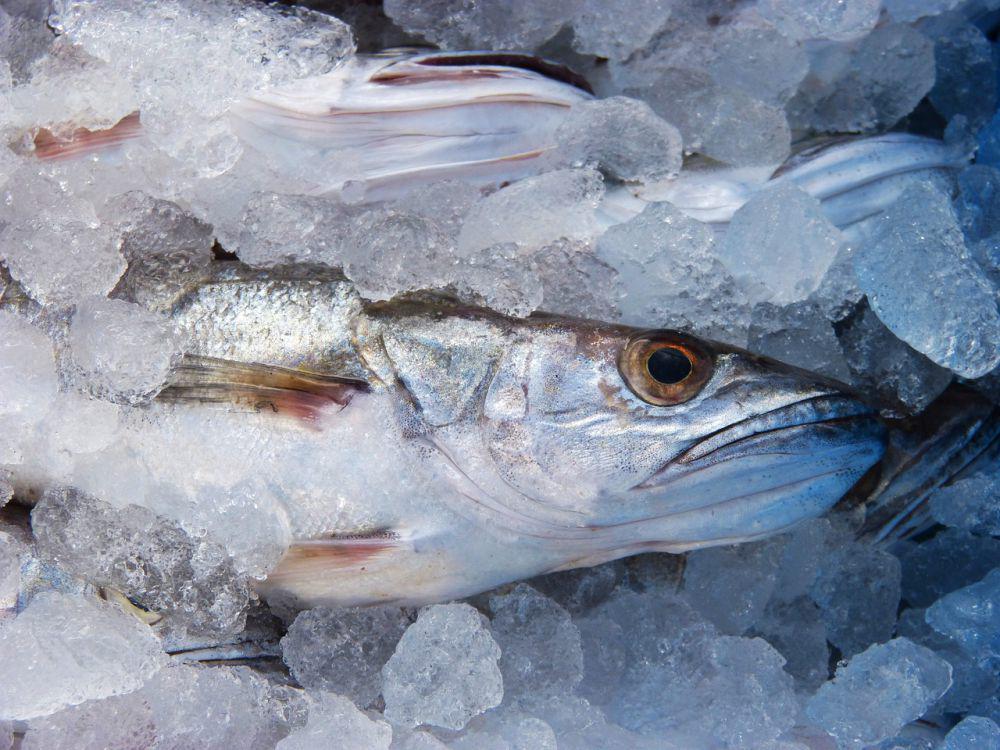 ilustrasi ikan segar (pixabay.com/makamuki0)