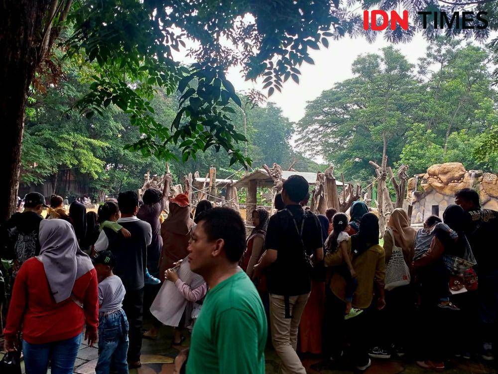 Para pengunjung KBS sedang melihat monyet. IDN Times/Ardiansyah Fajar.