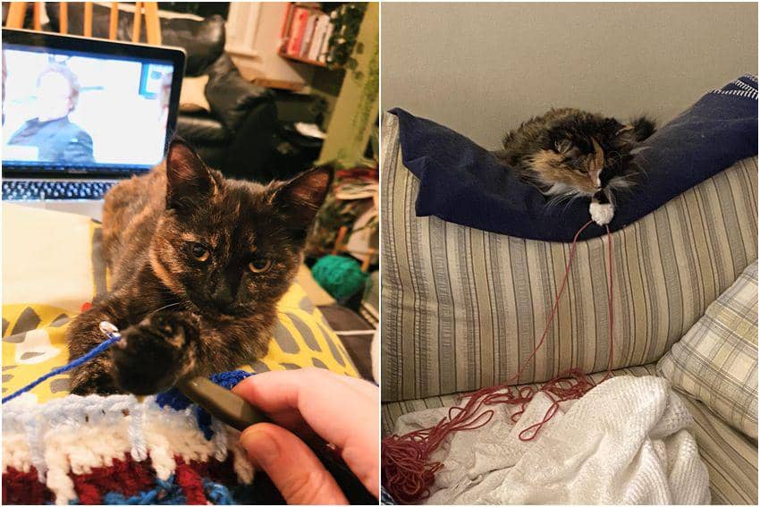 8 Potret Kucing Ikut Merajut Bareng Pemiliknya, Emang Bisa?