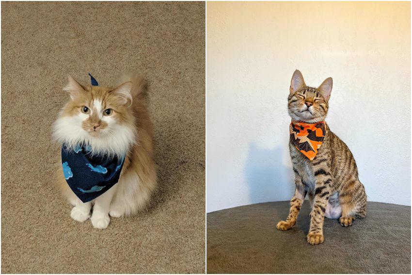 kolase foto kucing pakai bandana (reddit.com/user/SnakeskinEyes | reddit.com/user/SaltyManatee)