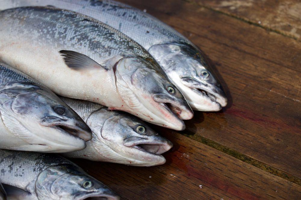 ilustrasi ikan segar (pixabay.com/mschoettchen)