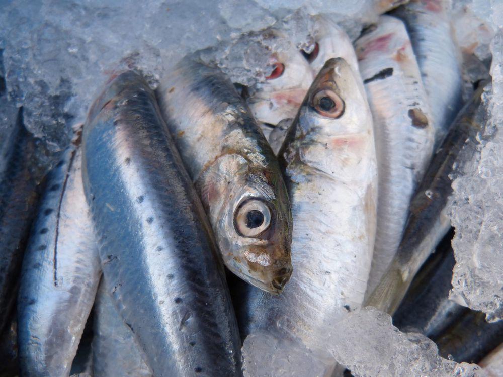 ilustrasi ikan segar (pixabay.com/makamuki0)