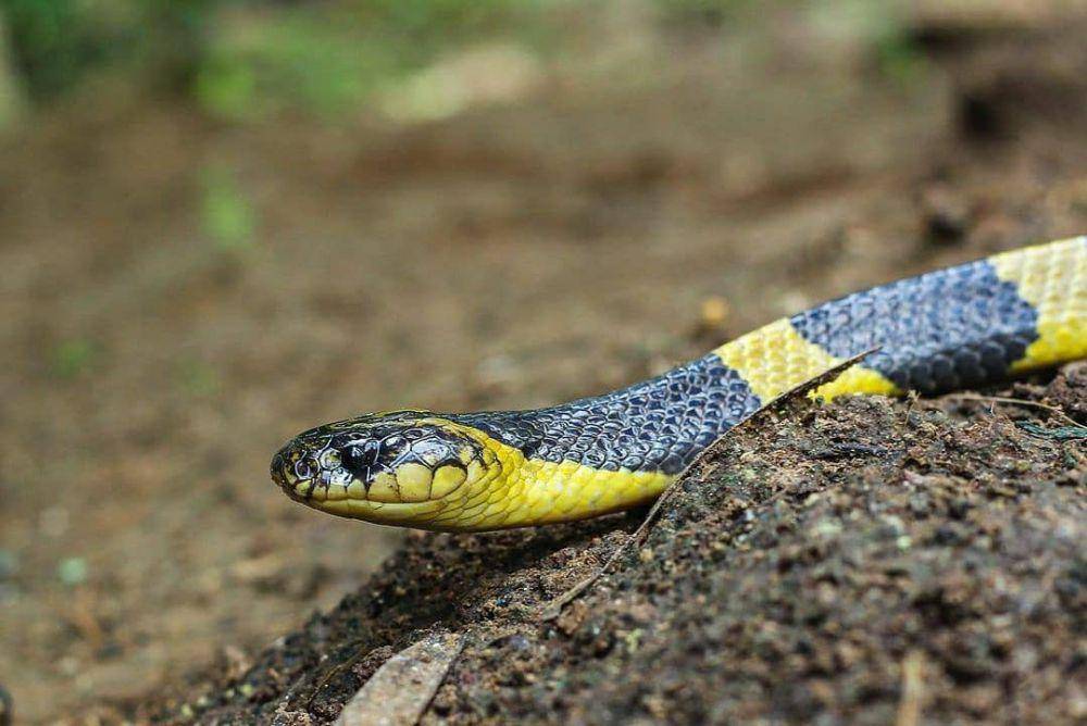 Ular welang di bebatuan (instagram.com/wildlife_ap)
