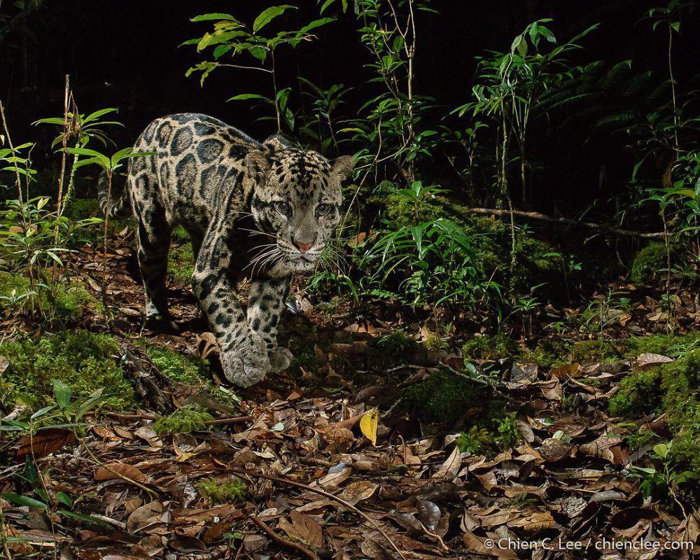 Macan dahan, salah satu kucing asli Indonesia (instagram.com/camtraptions)