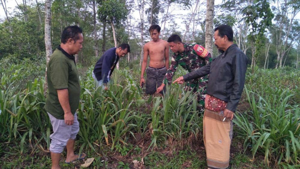 Bayi Perempuan Ditemukan di Area Pesawahan di Blitar