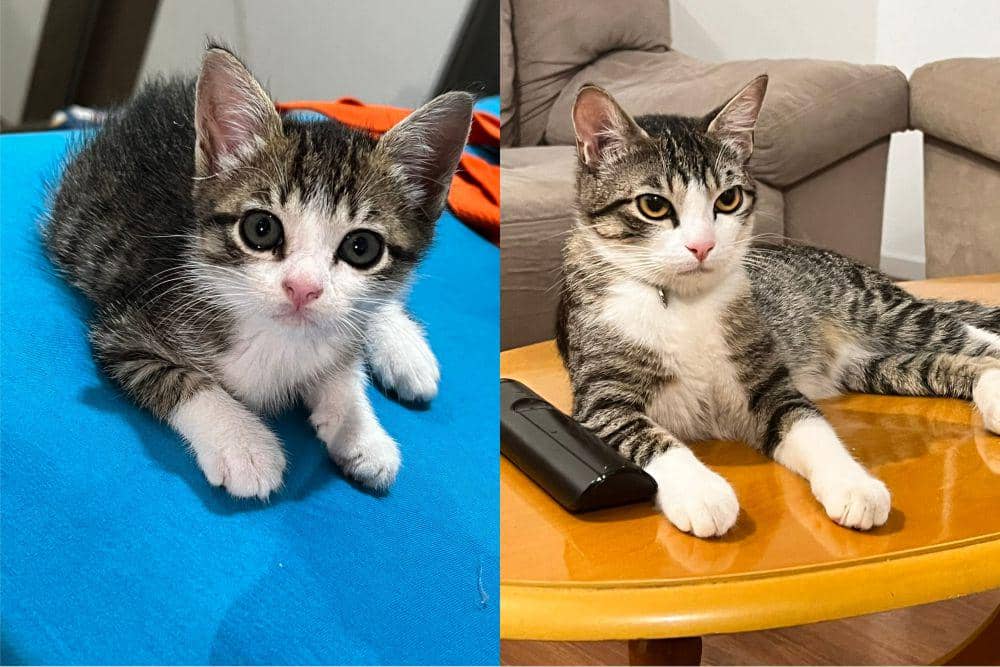 potret kucing tumbuh (twitter.com/cfjujuba)