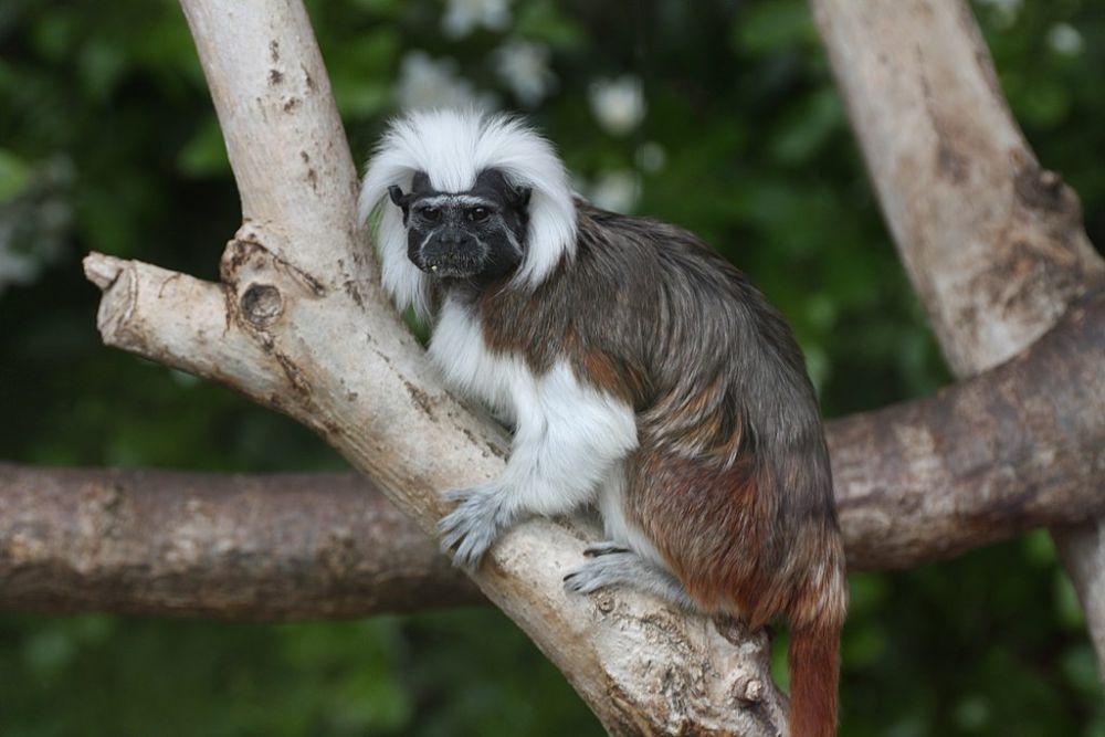 tamarin berkepala kapas (commons.wikimedia.org/Mark Kent)