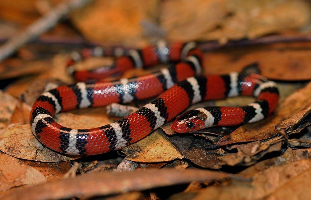 5 Fakta Menarik Scarlet Kingsnake, Terkecil dari Genus Lampropeltis