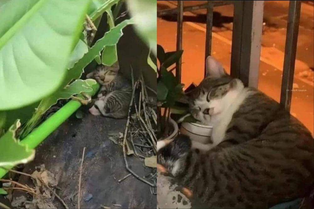 potret kucing tumbuh (twitter.com/NoCatsNoLife_m)