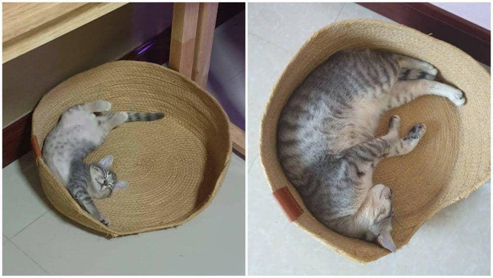 potret kucing tumbuh (twitter.com/lull_by_)