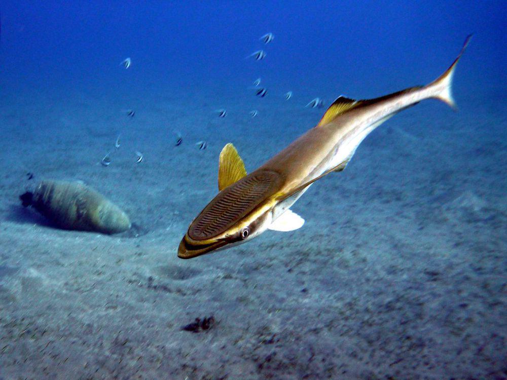 Ikan remora (commons.wikimedia.org/Wusel007)