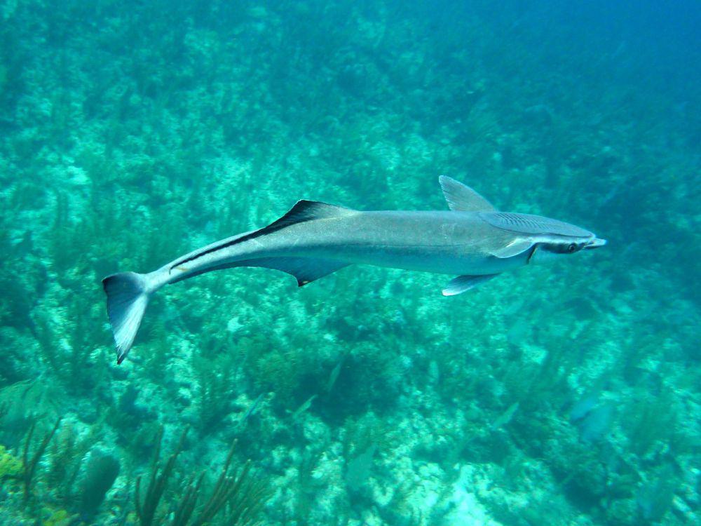 Remora (flickr.com/Stacey Holeman)