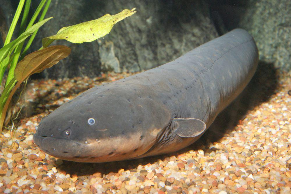 Belut listrik (flickr.com/Stephen Walker)