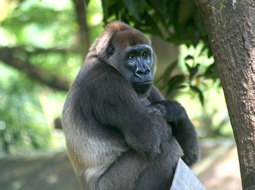 7 Fakta Unik Gorila Sungai Salib, Pernah Dianggap Punah!