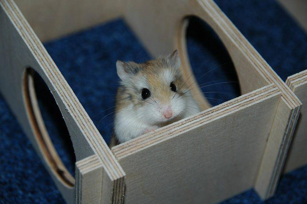 Hamster roborovski (commons.m.wikimedia.org/Bullet)
