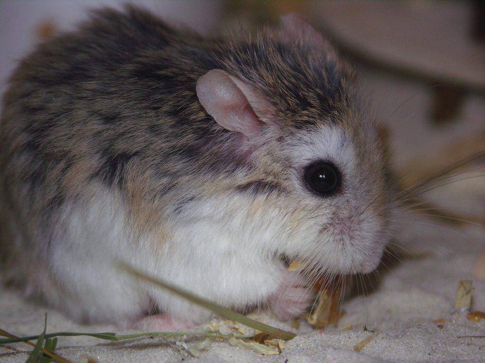 Hamster roborovski (commons.m.wikimedia.org/Bulli)