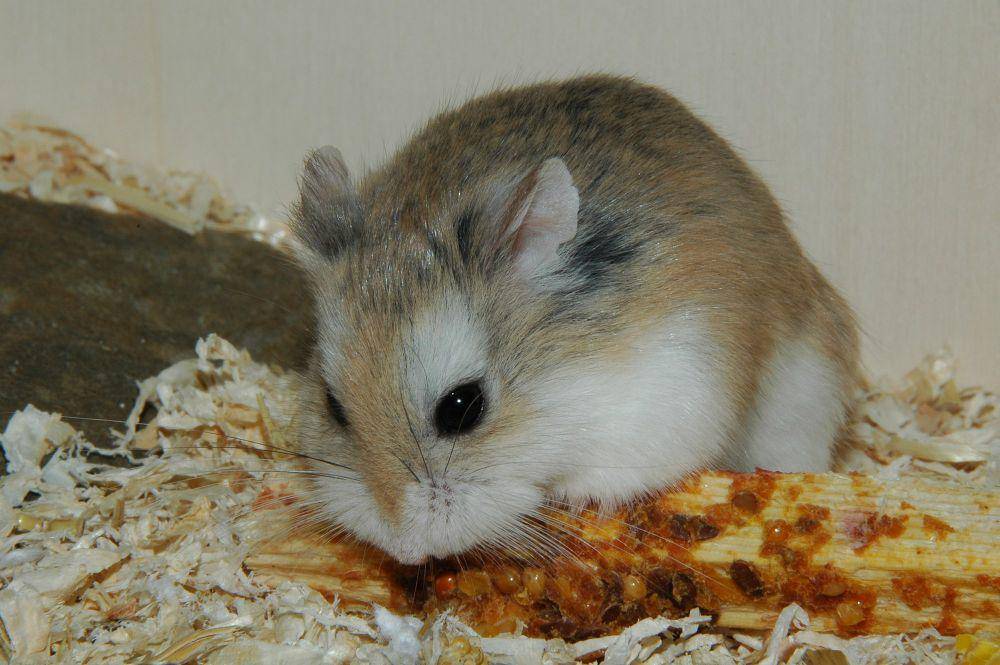 Hamster roborovski (commons.m.wikimedia.org/Bullet)