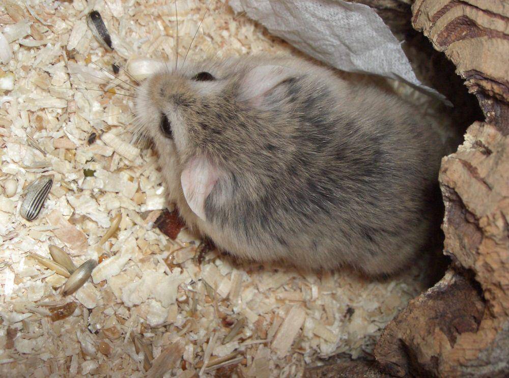Hamster roborovski (commons.m.wikimedia.org/Bullet)